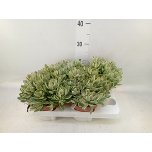 Crassula   ...