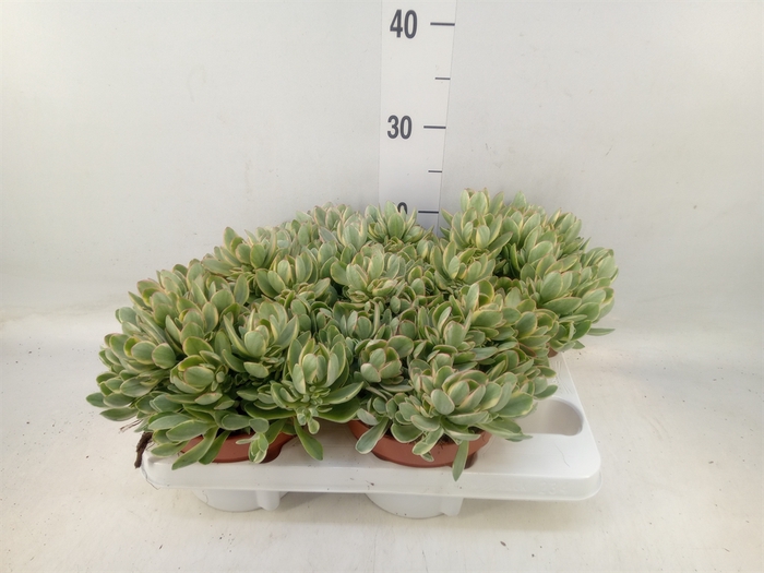 <h4>Crassula   ...</h4>