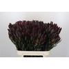 Leucadendron Saf Sunset Dark R.