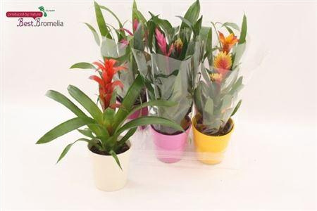 <h4>Bromelia Gem Decopotten</h4>