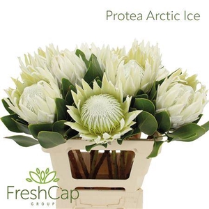 Protea Arctic Ice