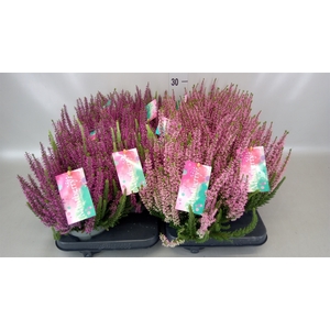 Calluna vulg. 'Beauty S Mintberry'