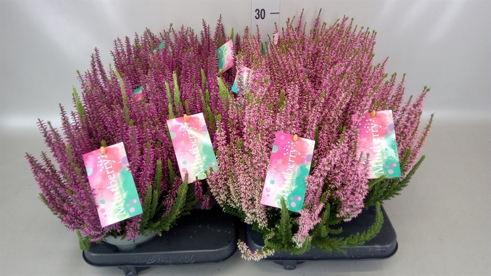 <h4>Calluna vulg. 'Beauty S Mintberry'</h4>