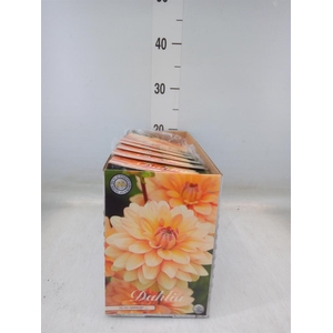 Dahlia ...flowerbulbs