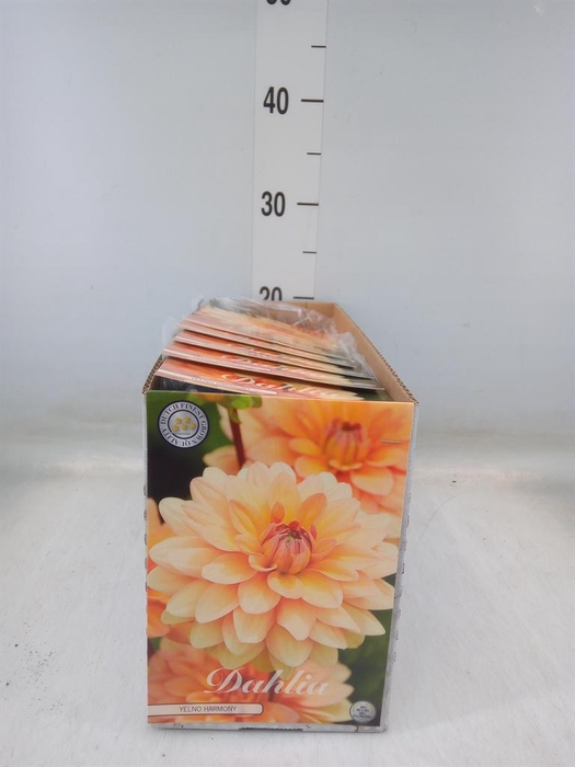 <h4>Dahlia   ...flowerbulbs</h4>