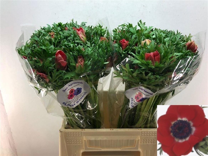 <h4>ANEM CO GALIL ROOD</h4>