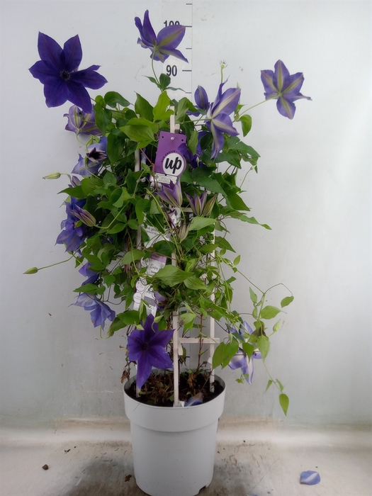 <h4>Clematis  'Masa Garland'</h4>