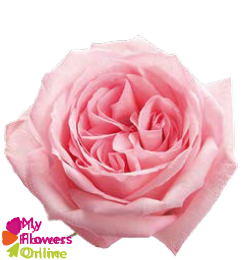 <h4>R Gr Pink O Hara Pink 60cm EC</h4>