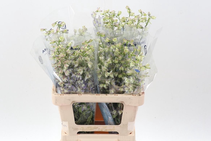 <h4>Delph En Trick</h4>