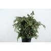 CEDER 400GR