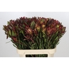 Leucadendron Safari Sunset