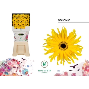 Gerbera Gerpasta Solomio