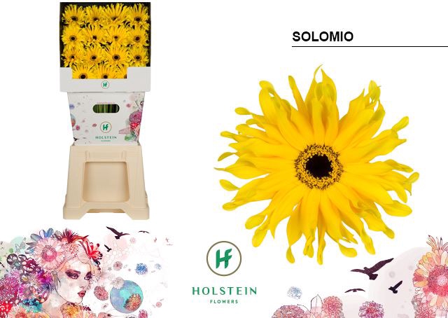 <h4>Gerbera Gerpasta Solomio</h4>