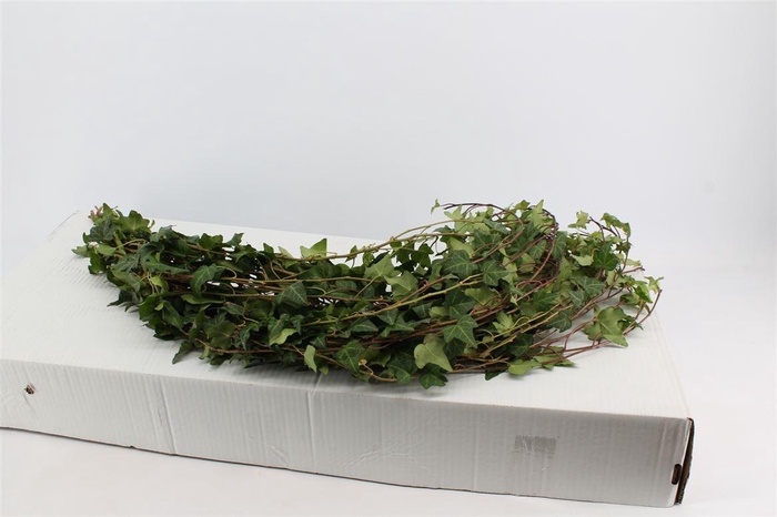 <h4>Hedera Ranken Groen</h4>