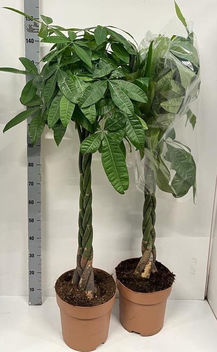 <h4>PACHIRA AQUATICA</h4>