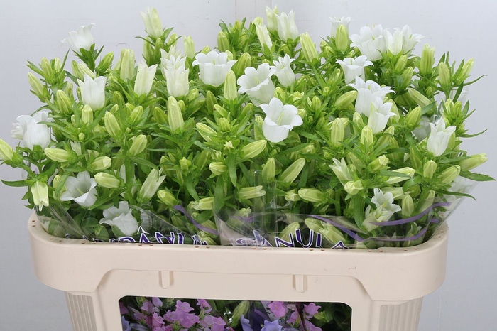 <h4>Campanula medium 'Champion White'</h4>