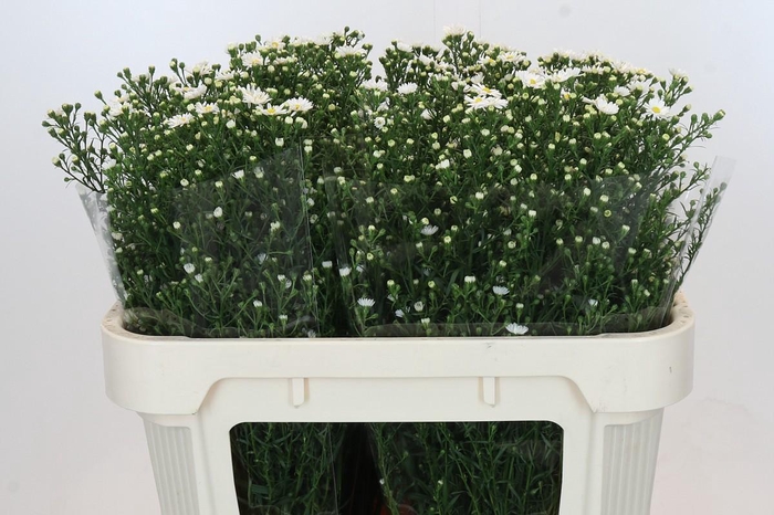 <h4>Aster Paquita</h4>