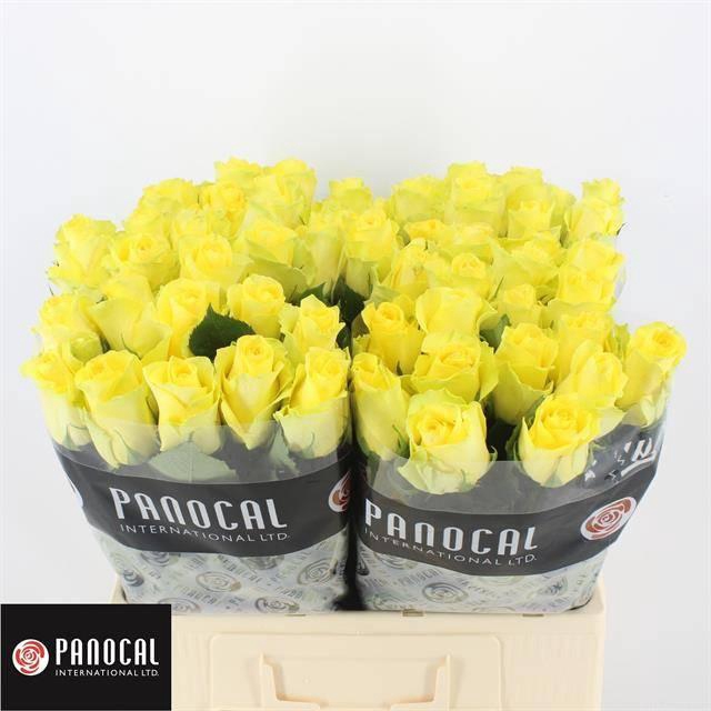 <h4>R GR MINION ROSE</h4>