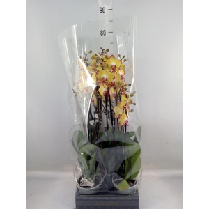 Phalaenopsis   ...yellow