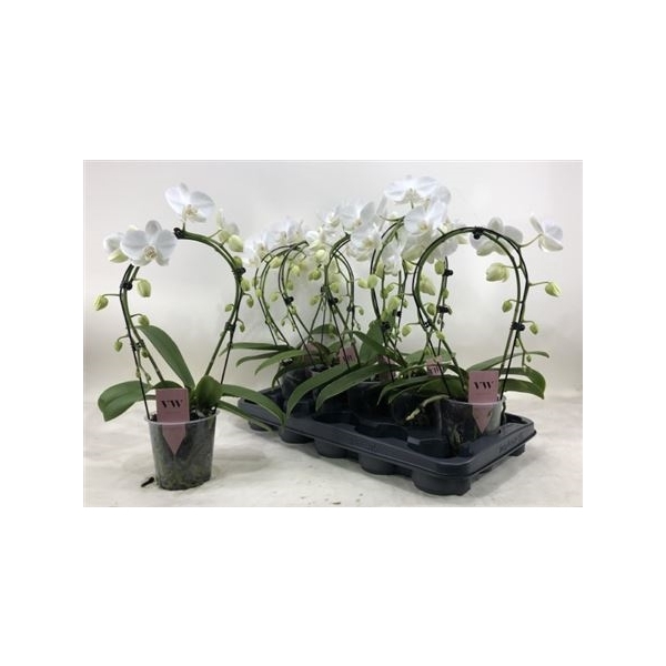 <h4>Phal Ov Wit 2 2 Branches 16+</h4>