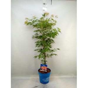 Acer pseudosieb. 'Ice Dragon'