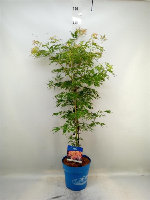 <h4>Acer pseudosieb. 'Ice Dragon'</h4>