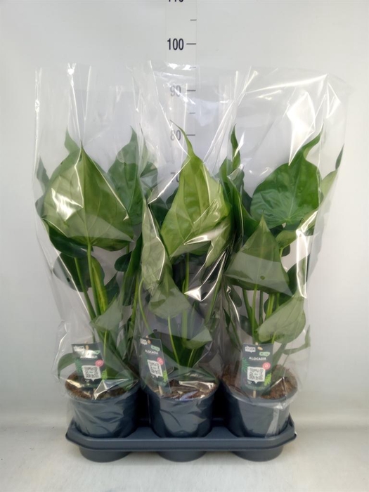 <h4>Alocasia cucullata</h4>