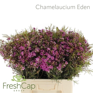 CHAME EDEN