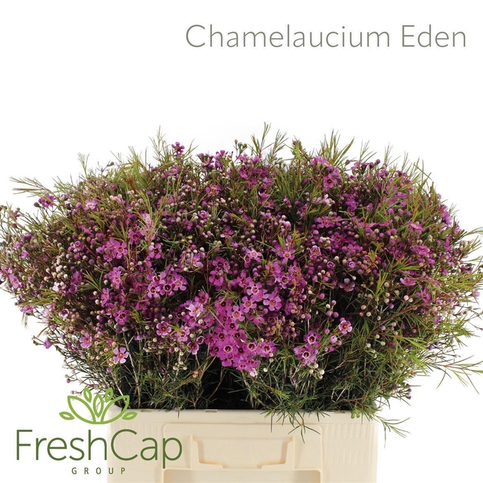<h4>CHAME EDEN</h4>