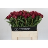Paeonia Paul M. Wild