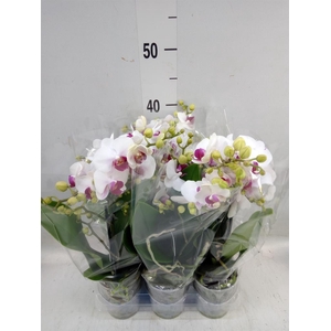 Phalaenopsis multi. 'FC Safe Haven'