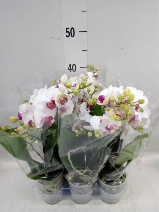 <h4>Phalaenopsis multi. 'FC Safe Haven'</h4>