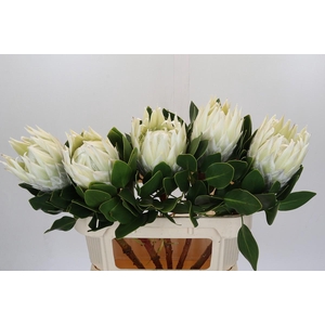 Protea Cyn. Ayoba Arctic Ice