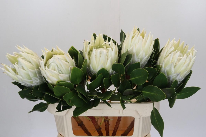 <h4>Protea Cyn. Ayoba Arctic Ice</h4>