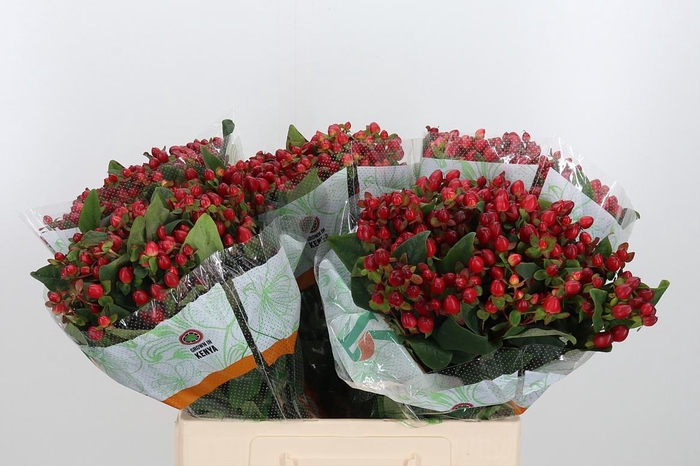 <h4>Hyp Mag Triumph</h4>