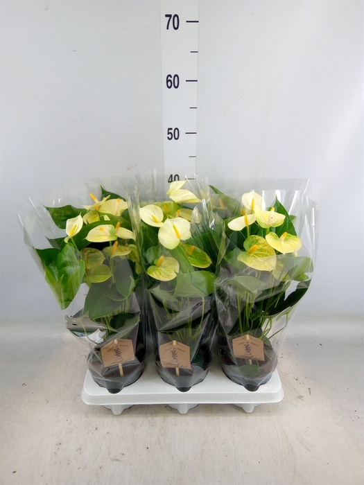 <h4>Anthurium andr. 'Vanilla'</h4>