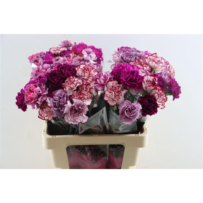 <h4>Di St Mix Purple</h4>