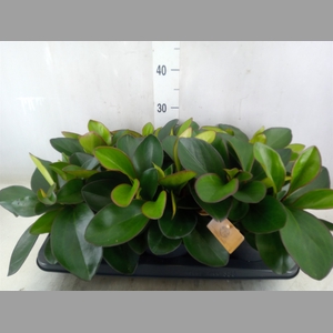 Peperomia clusiifolia 'Red Margin'