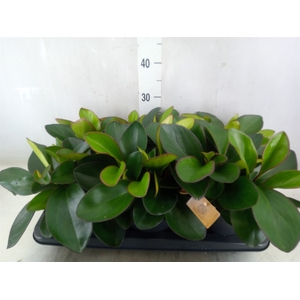 Peperomia clusiifolia 'Red Margin'