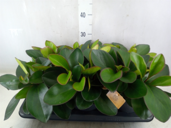 <h4>Peperomia clusiifolia 'Red Margin'</h4>