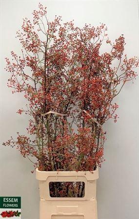 <h4>Rosa Plenty</h4>