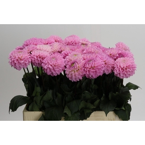 Dahlia Wizard of Oz