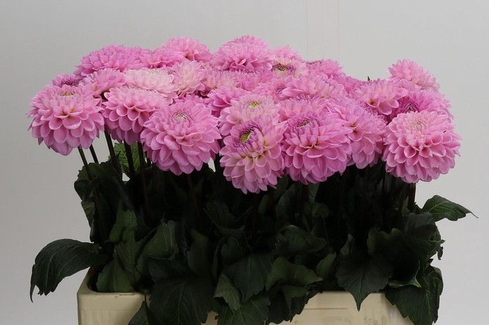 <h4>Dahlia Wizard of Oz</h4>