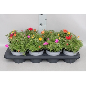 Portulaca