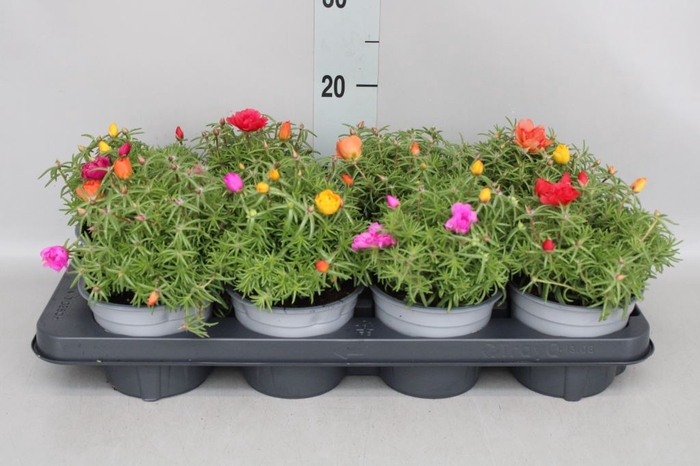 <h4>Portulaca</h4>