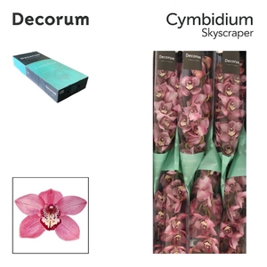 Cymbidium Sky Scraper 80 cm Super