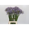 Agapanthus Silberpfeil