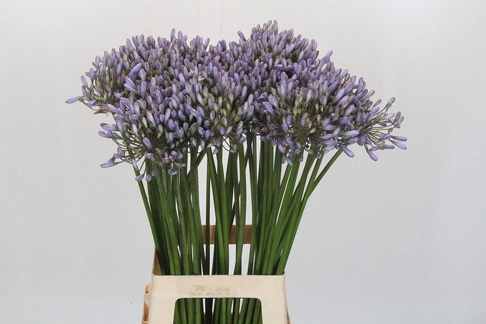 <h4>Agapanthus Silberpfeil</h4>