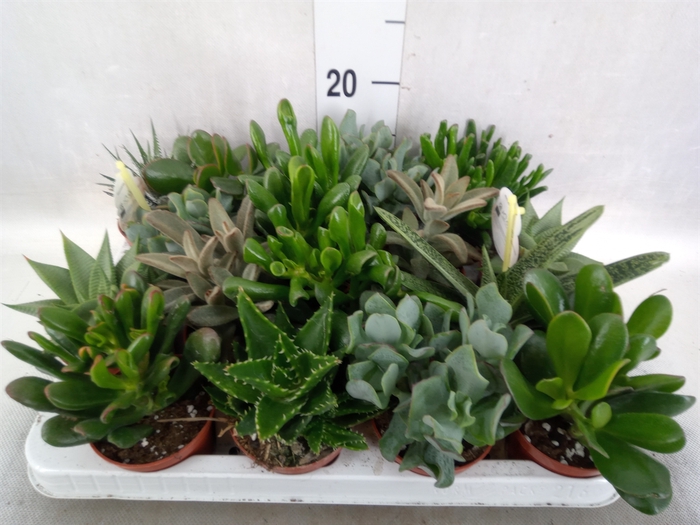 <h4>Crassula   ...mix</h4>