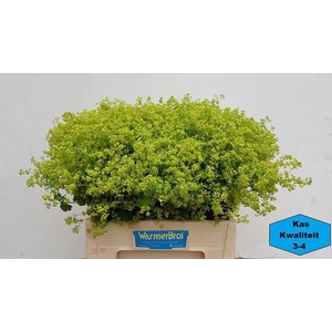 ALCHEM M ROBUSTICA